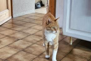 Vermisstmeldung Katze  Männliche , 10 jahre Bavois Schweiz