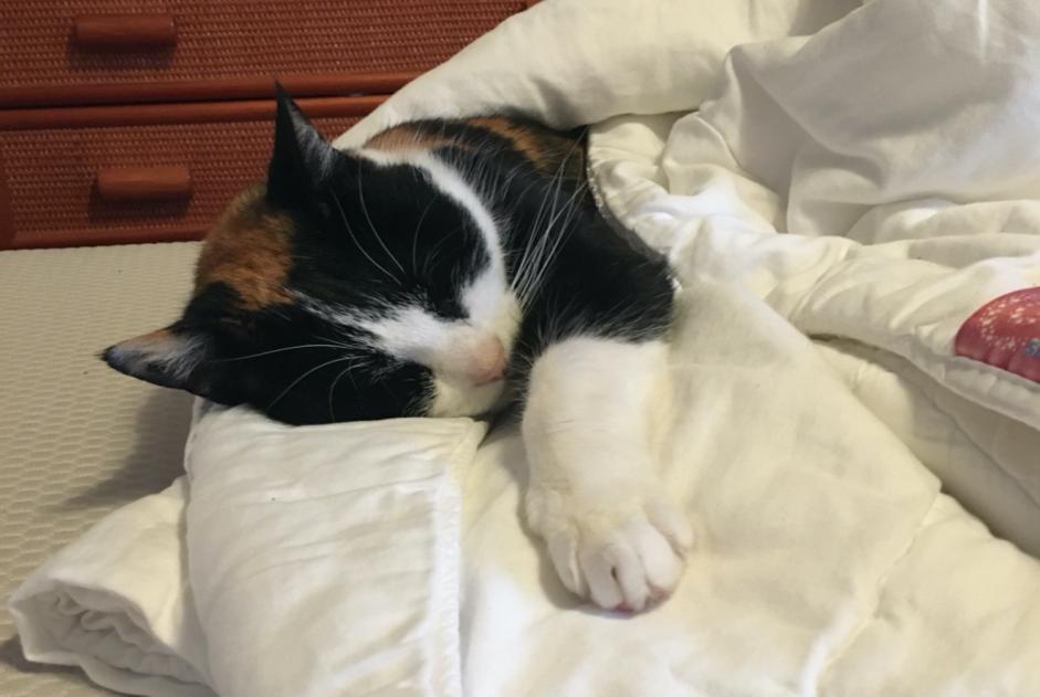 Vermisstmeldung Katze Weiblich , 12 jahre Morges Schweiz