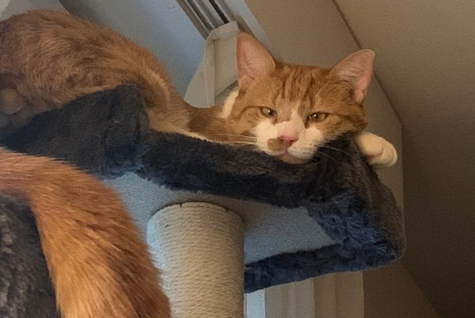 Vermisstmeldung Katze rassenmischung  Männliche , 4 jahre Lausanne Schweiz