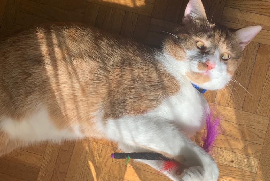 Vermisstmeldung Katze rassenmischung  Männliche , 4 jahre Lausanne Schweiz