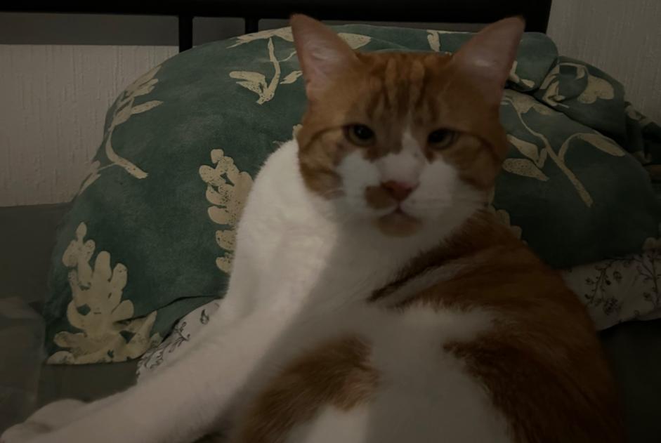 Vermisstmeldung Katze rassenmischung  Männliche , 4 jahre Lausanne Schweiz