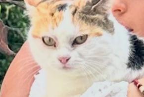 Vermisstmeldung Katze  Männliche , 1 jahre Cortaillod Schweiz