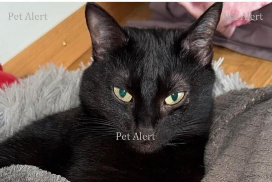 Vermisstmeldung Katze Weiblich , 10 jahre Wünnewil-Flamatt Schweiz