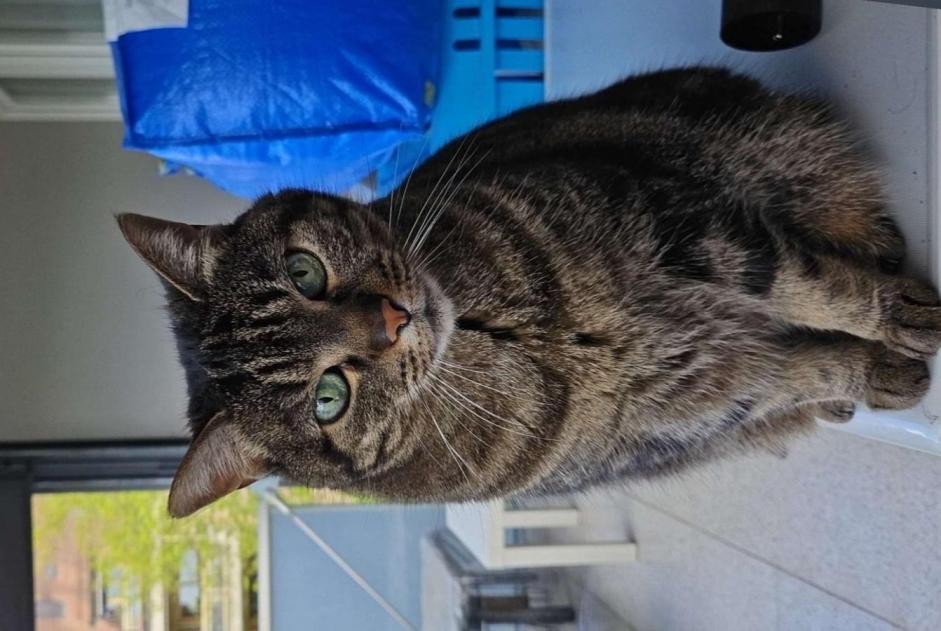 Vermisstmeldung Katze Weiblich , 14 jahre Crissier Schweiz