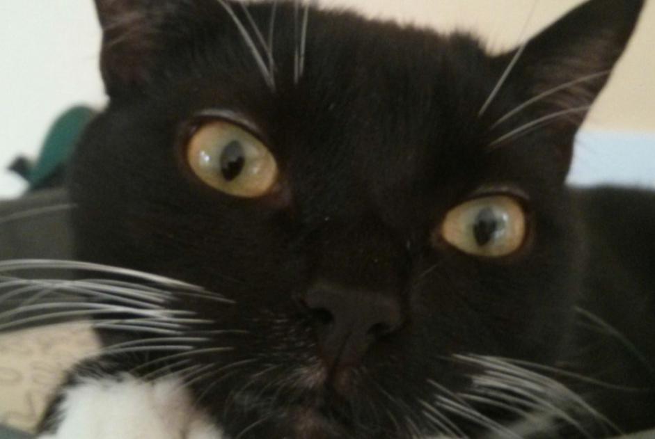 Vermisstmeldung Katze Männliche , 10 jahre Bouguenais Frankreich