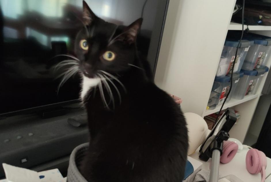 Vermisstmeldung Katze Männliche , 10 jahre Bouguenais Frankreich