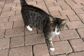 Fundmeldung Katze Weiblich Le Pâquier (FR) Schweiz