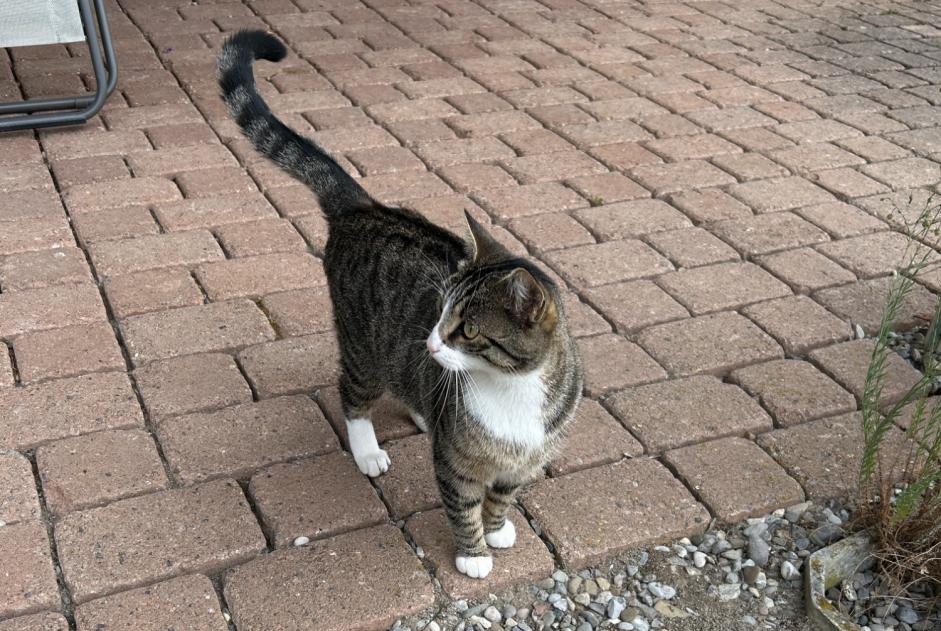 Fundmeldung Katze Weiblich Le Pâquier (FR) Schweiz