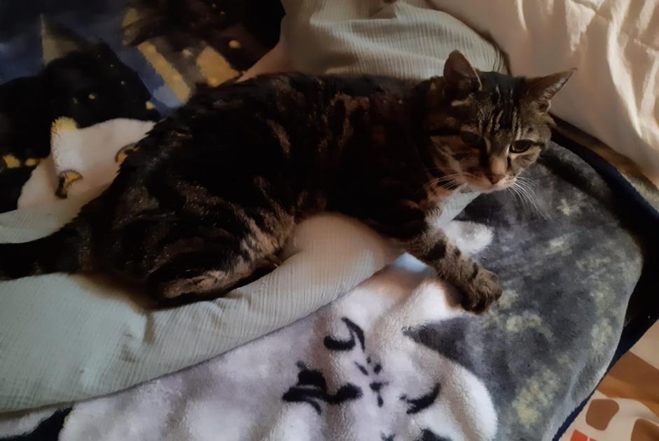 Vermisstmeldung Katze  Weiblich , 19 jahre Val-d'Illiez Schweiz