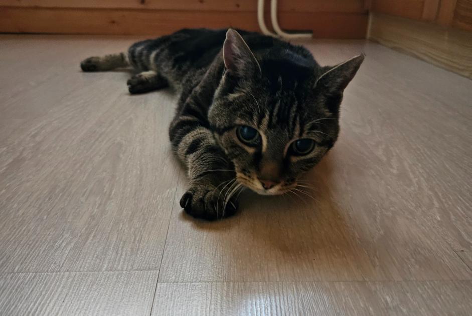 Vermisstmeldung Katze  Weiblich , 19 jahre Val-d'Illiez Schweiz