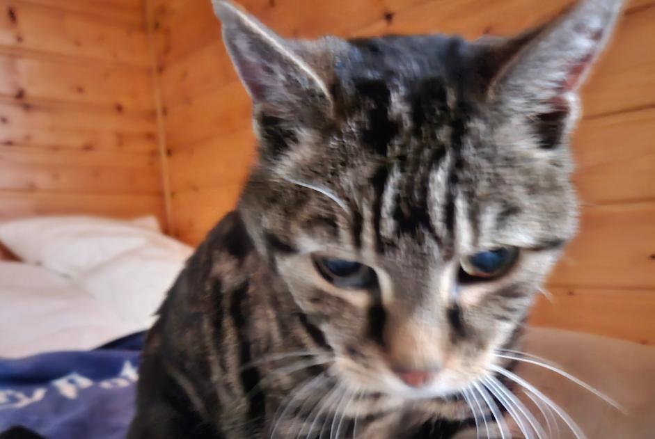 Vermisstmeldung Katze  Weiblich , 19 jahre Val-d'Illiez Schweiz