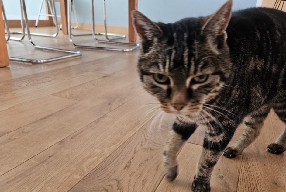 Vermisstmeldung Katze  Weiblich , 19 jahre Val-d'Illiez Schweiz
