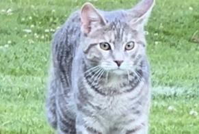 Disappearance alert Cat Female , 1 years Savigny Switzerland