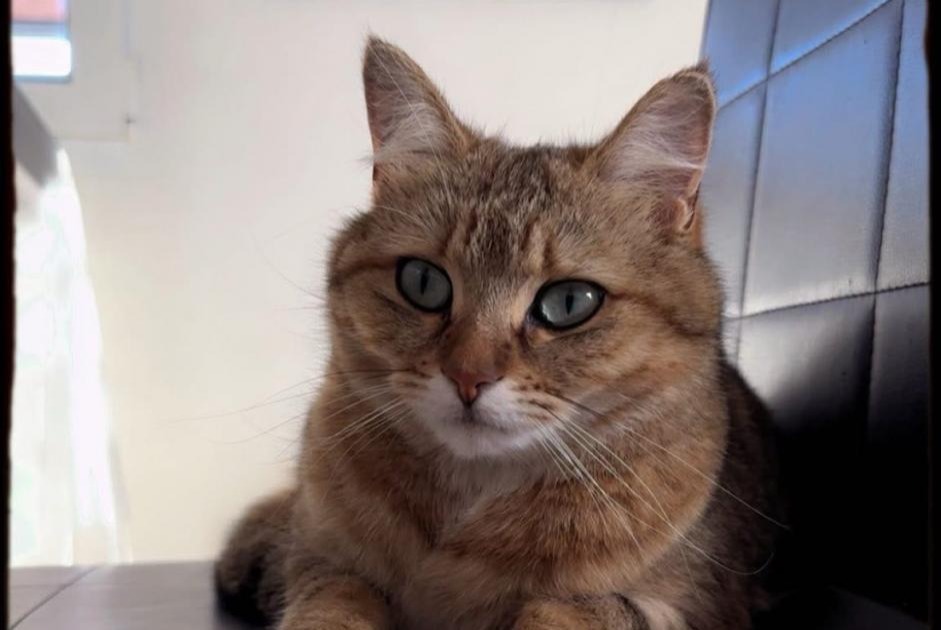 Disappearance alert Cat Female , 2 years Grandcour Switzerland