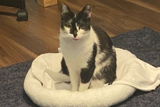 Disappearance alert Cat  Female , 4 years Eysins Switzerland