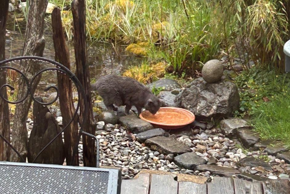 Disappearance alert Cat Female , 20 years Châtel-Saint-Denis Switzerland