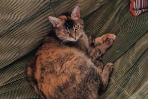Disappearance alert Cat miscegenation  Female , 11 years Lovatens Switzerland