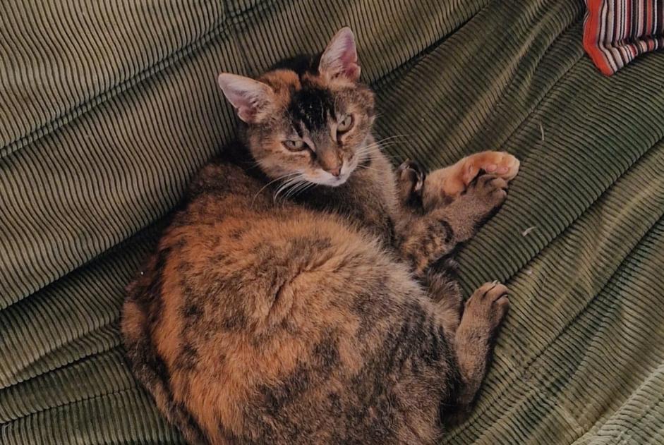 Disappearance alert Cat miscegenation  Female , 11 years Lovatens Switzerland