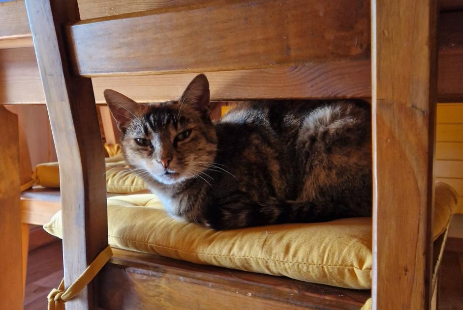 Disappearance alert Cat miscegenation  Female , 11 years Lovatens Switzerland