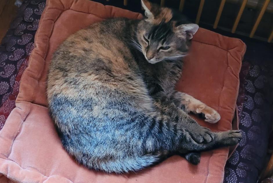 Disappearance alert Cat miscegenation  Female , 11 years Lovatens Switzerland