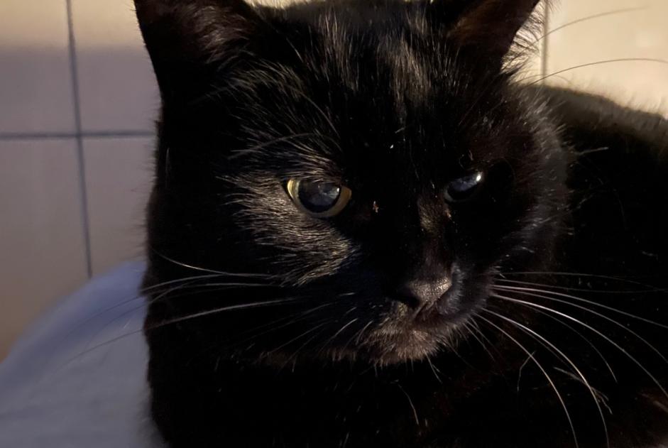 Disappearance alert Cat Female , 8 years Le Locle Switzerland