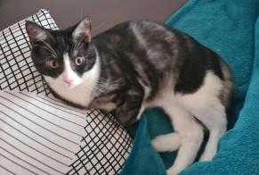 Disappearance alert Cat Male , 2 years Estavayer Switzerland