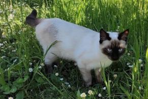 Disappearance alert Cat  Male , 1 years Saubraz Switzerland