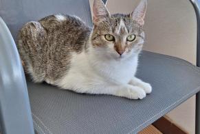 Discovery alert Cat Unknown Morges Switzerland