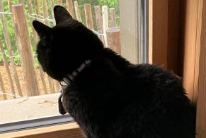 Disappearance alert Cat  Male , 10 years Lausanne Switzerland