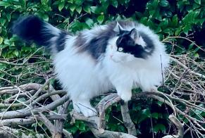 Disappearance alert Cat miscegenation  Female , 8 years Lutry Switzerland