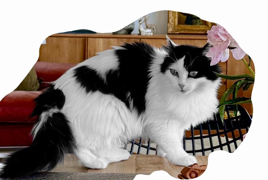 Disappearance alert Cat miscegenation  Female , 8 years Lutry Switzerland