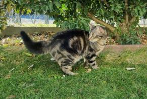 Disappearance alert Cat miscegenation  Female , 2 years Cugy Switzerland