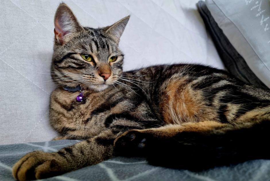 Disappearance alert Cat miscegenation  Female , 2 years Cugy Switzerland