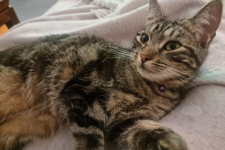 Disappearance alert Cat miscegenation  Female , 2 years Cugy Switzerland