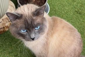 Disappearance alert Cat  Male , 3 years Neuchâtel Switzerland