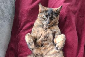 Disappearance alert Cat  Female , 5 years Val-de-Ruz Switzerland