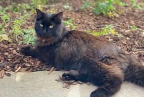 Disappearance alert Cat  Female , 2 years Cortaillod Switzerland