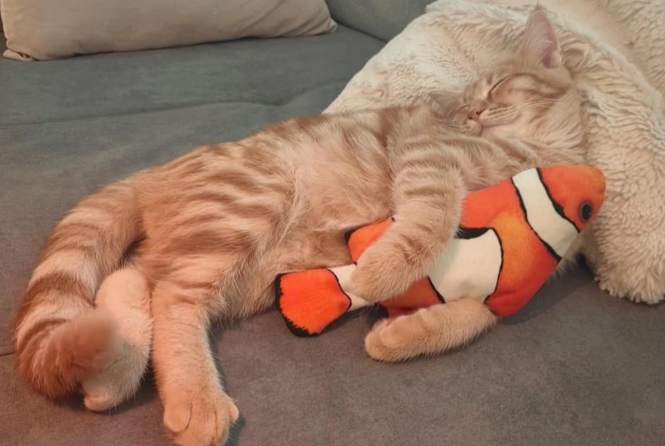 Disappearance alert Cat miscegenation  Male , 1 years Montilliez Switzerland