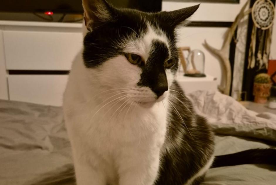 Disappearance alert Cat Male , 12 years Romainmôtier-Envy Switzerland