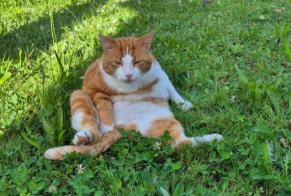 Disappearance alert Cat miscegenation  Male , 9 years Saint-Sulpice Switzerland