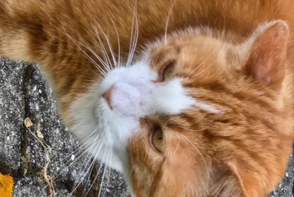 Disappearance alert Cat miscegenation  Male , 9 years Saint-Sulpice Switzerland