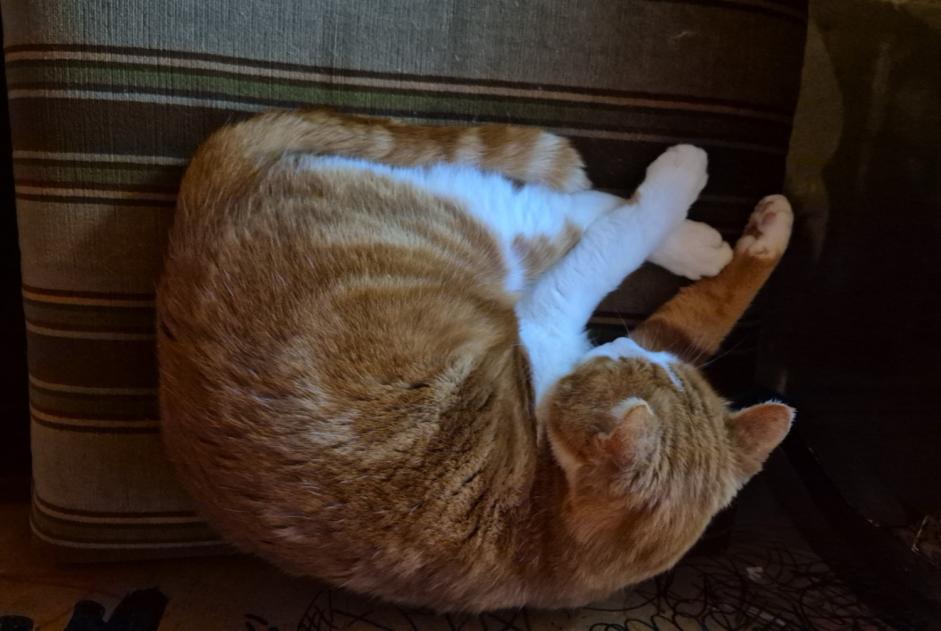 Disappearance alert Cat miscegenation  Male , 9 years Saint-Sulpice Switzerland