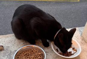 Discovery alert Cat Unknown Tavel Switzerland