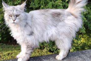 Disappearance alert Cat  Female , 4 years Torny Switzerland