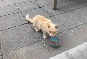 Discovery alert Cat Unknown Val-de-Ruz Switzerland