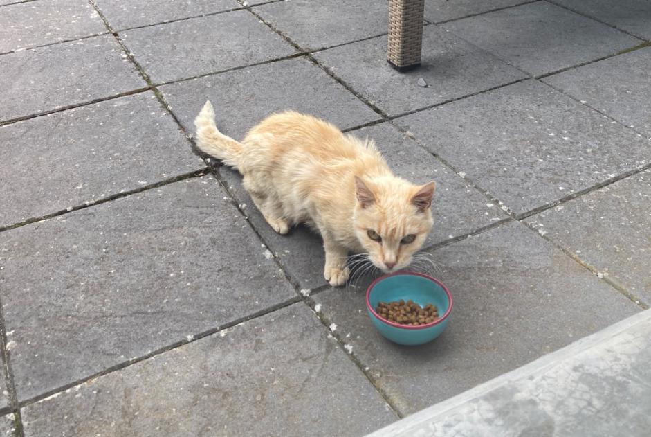 Discovery alert Cat Unknown Val-de-Ruz Switzerland