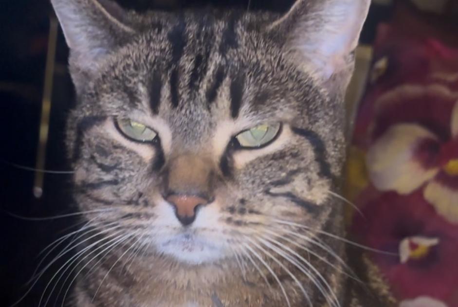 Alerta de Desaparición Gato Hembra , 5 años Lancy Suiza
