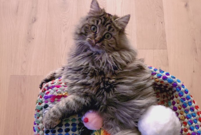 Alerta de Desaparición Gato Hembra , 1 años Areuse Suiza