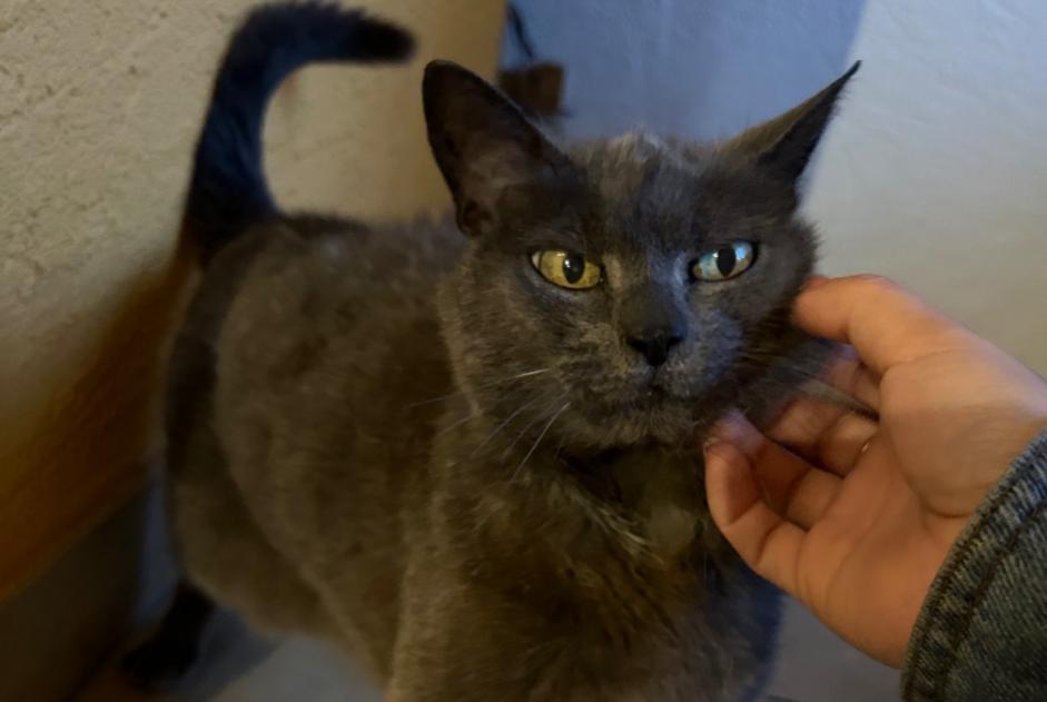 Alerta de Desaparición Gato Hembra , 20 años Châtel-Saint-Denis Suiza