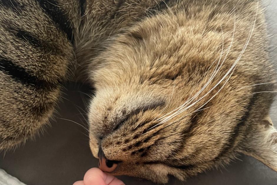 Alerta de Desaparición Gato  Hembra , 3 años Valbirse Suiza